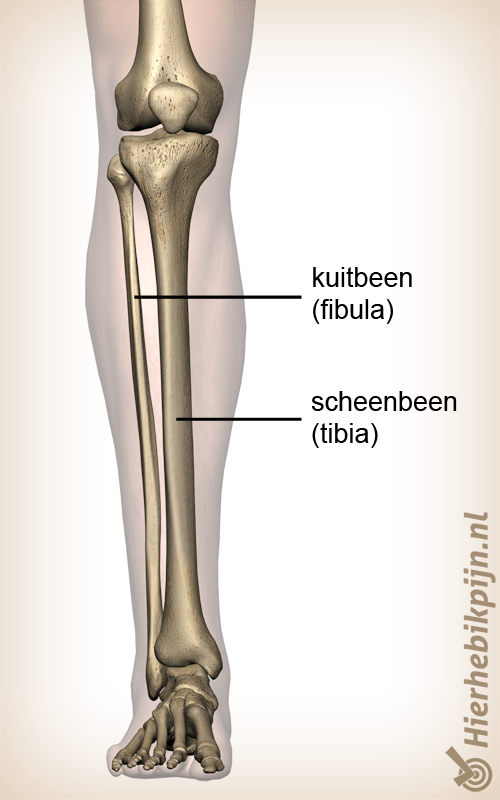 anatomie onderbeen