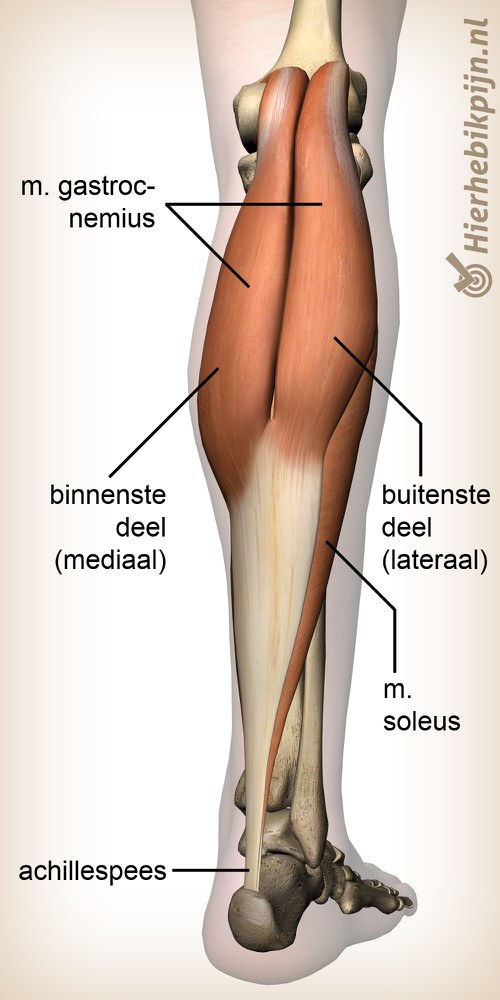 onderbeen kuitspier gastrocnemius kuit anatomie