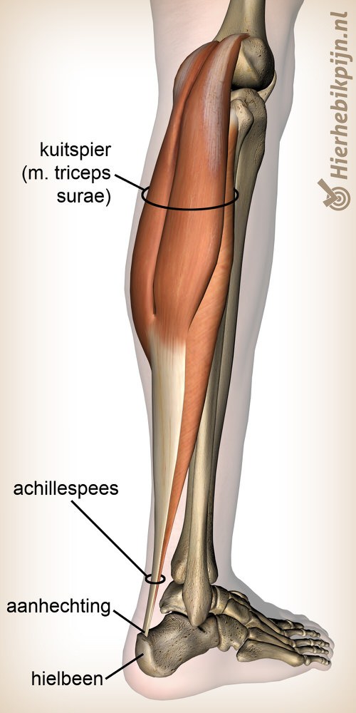 onderbeen triceps surae kuitspier achillespees