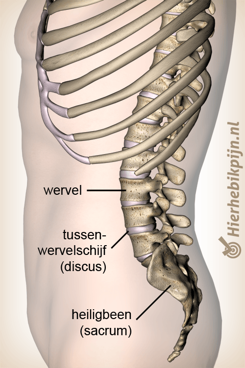 anatomie onderrug