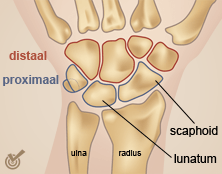 pols proximale distale rij