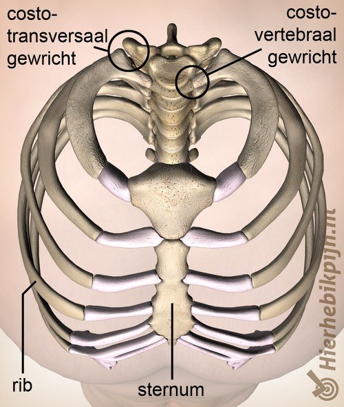 ribben borstkas bovenaanzicht costotransversaal costovertebraal gewricht