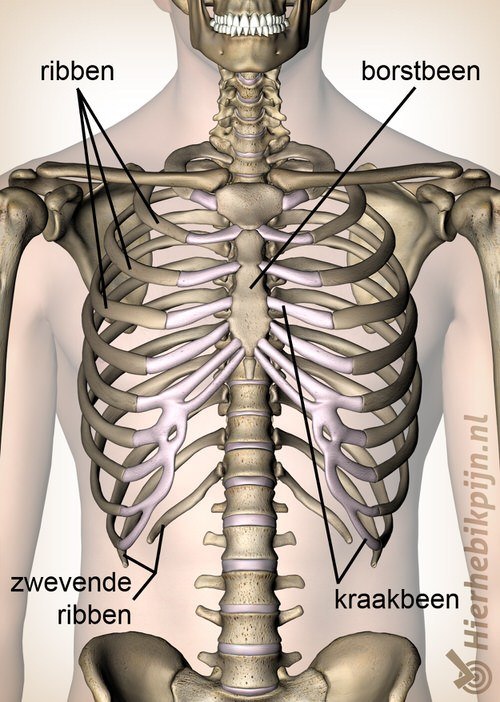 ribben vooraanzicht borstbeen kraakbeen zwevende rib