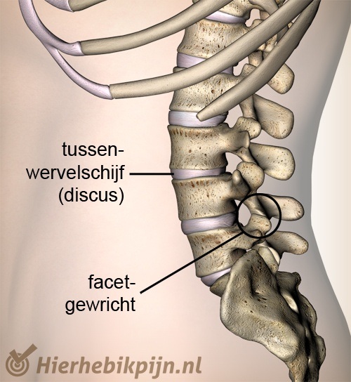 rug facetgewricht tussenwervelschijf wervel zijaanzicht