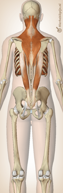 rug musculatuur bovenrug spieren trapezius erector spinae intercostalis spinalis