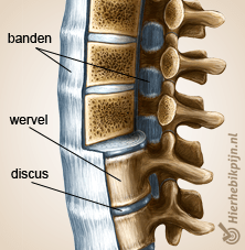 rug wervelkolom banden wervel ligamenten