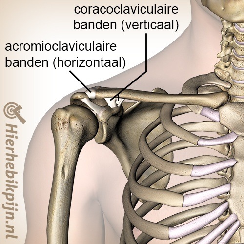 schouder ac gewricht banden acromioclaviculaire ligament coracoclaviculaire trapezoid conoid