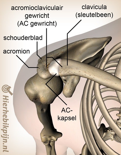 schouder acromioclaviculair ac gewricht ligament bovenzijde