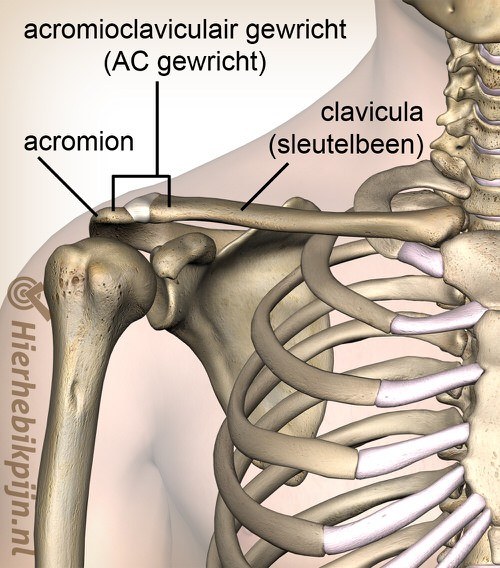 schouder acromioclaviculair ac gewricht ligament voorzijde