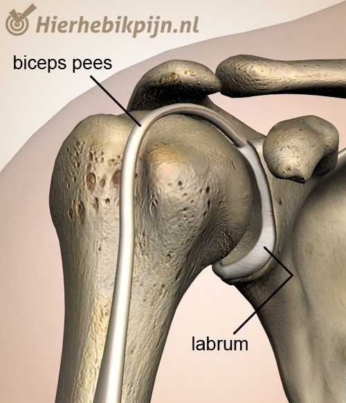 schouder labrum biceps pees