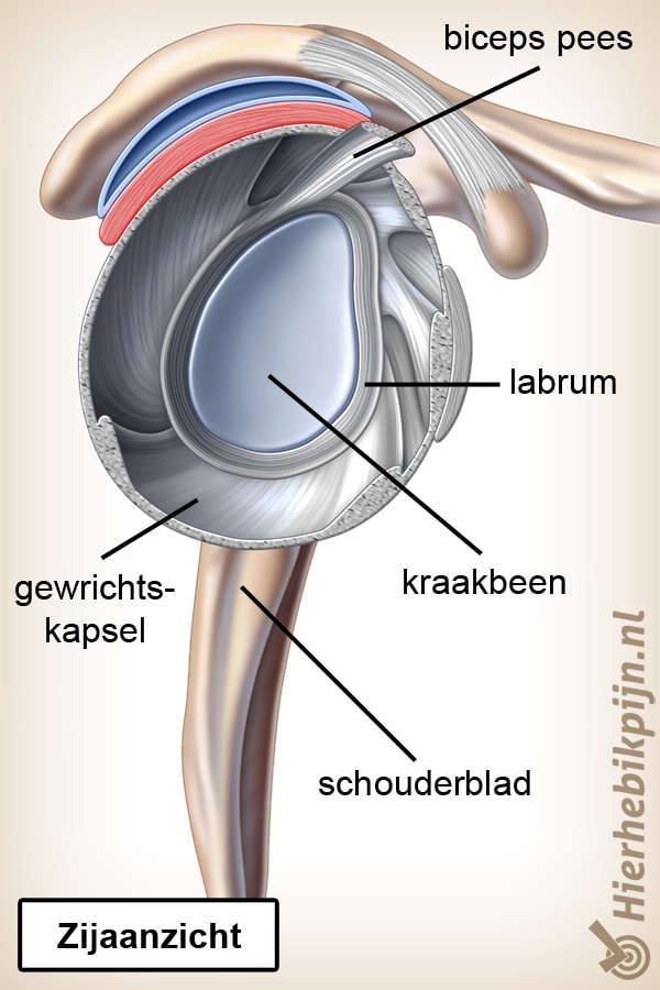 schouder labrum gewricht zijaanzicht