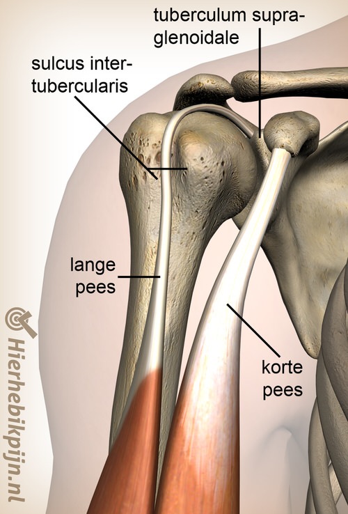 schouder sulcus intertubercularis tuberculum supraglenoidale biceps brachii caput longum breve