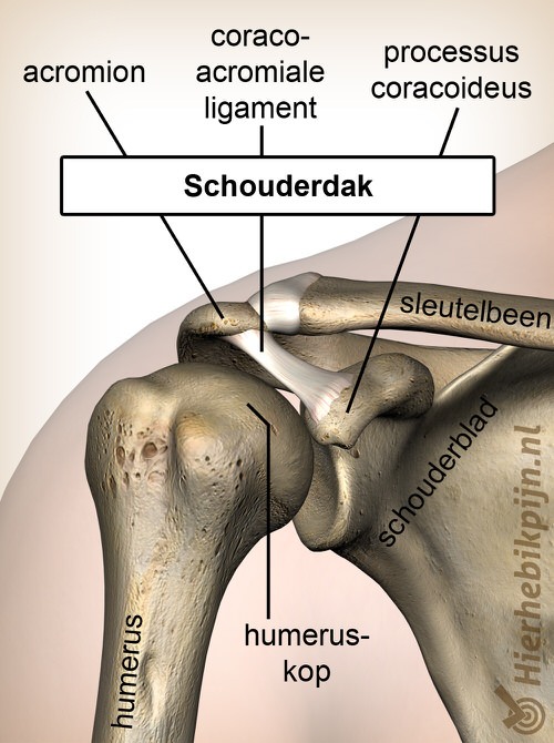 schouderdak processus coracoideus coracoacromiale ligament humeruskop