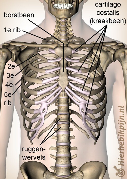 tietze costochondritis anatomie ribben kraakbeen cartilago costalis