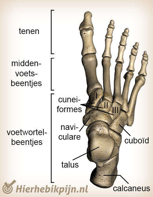 anatomie voet