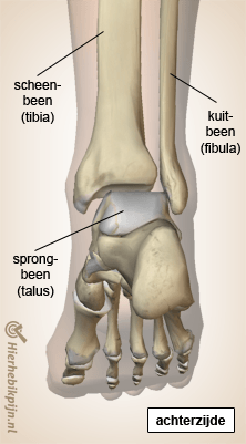 voet dorsaal kuitbeen scheenbeen anatomie
