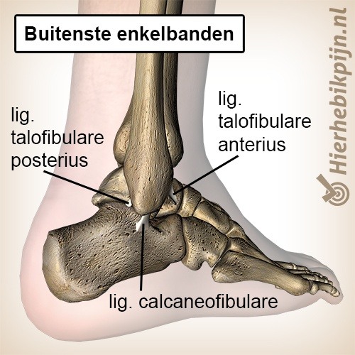 voet enkel enkelband lateraal buitenste enkelbanden