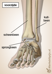 voet enkel ventraal scheenbeen kuitbeen