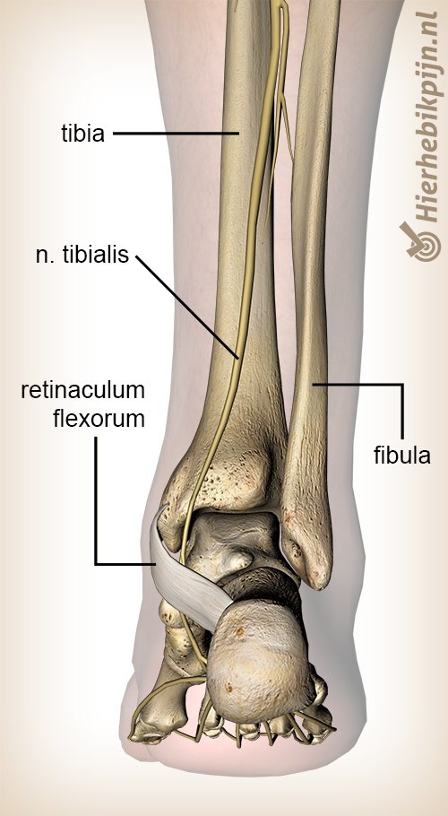 voet nervus tibialis posterior retinaculum flexorum dorsaal