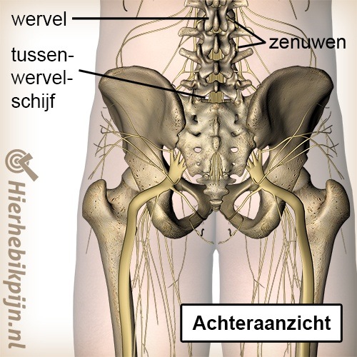 wervelkolom uittredende zenuwen wervel tussenwervelschijf achteraanzicht