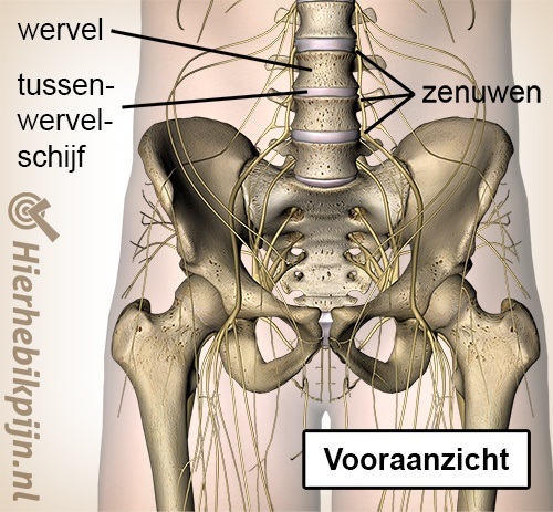 wervelkolom uittredende zenuwen wervel tussenwervelschijf