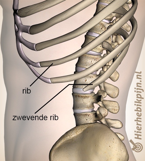 borstkas zwevende rib ribben zijkant