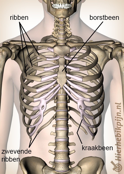 borstkas zwevende ribben rib