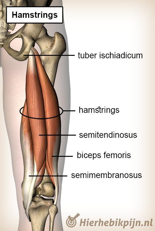 Hamstringblessure | Voetbalblessures Hier Ik Pijn