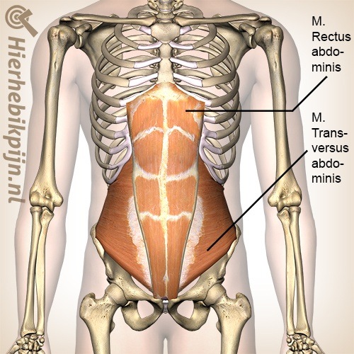 buik buikspieren rechte dwarse musculus rectus abdominis transversus abdominis