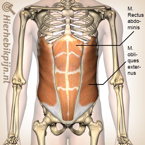 lid Leger Echt niet Anatomie van de buikspieren | Anatomie | Hier Heb Ik Pijn