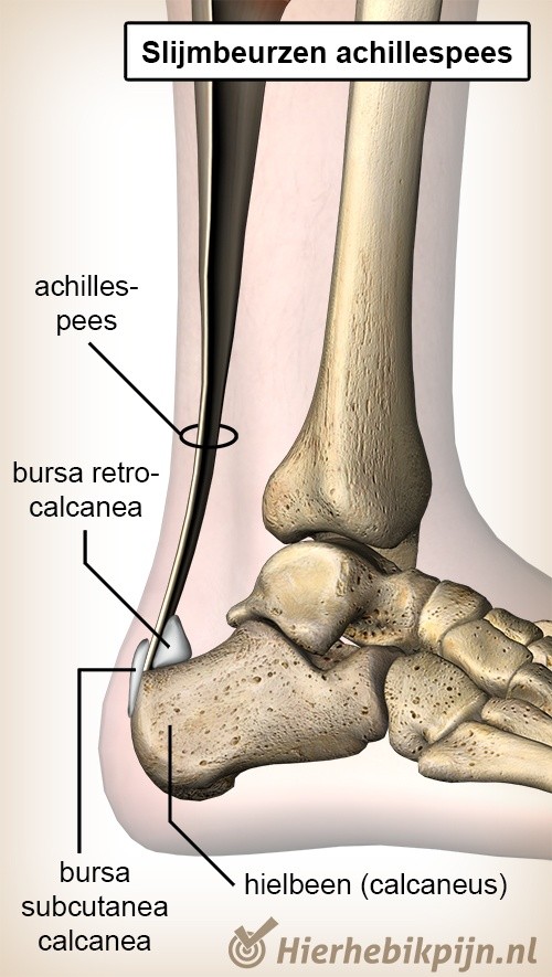 enkel achillespees slijmbeurzen slijmbeurs bursa retrocalcanea subcutanea calcanea diep oppervlakkig