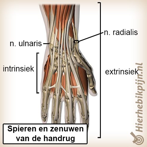 Anatomie van de hand Anatomie Hier Heb Ik Pijn