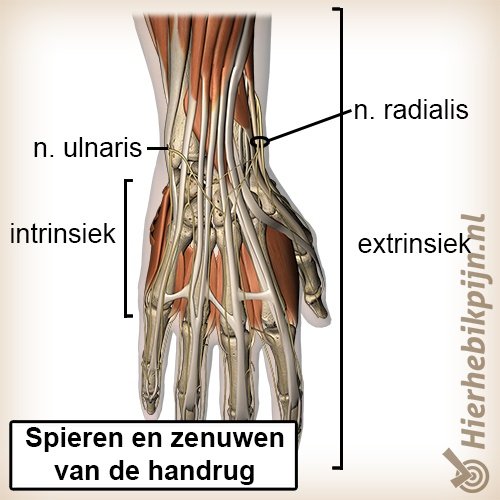 hand spieren pezen zenuwen dorsaal handrug