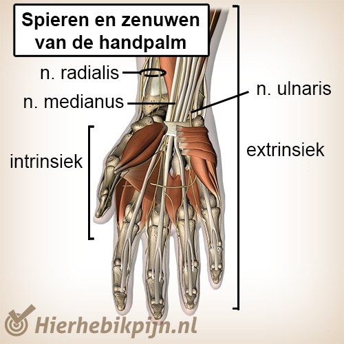 hand spieren pezen zenuwen palmair handpalm