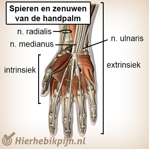 Anatomie de hand | Anatomie | Hier Heb Ik Pijn