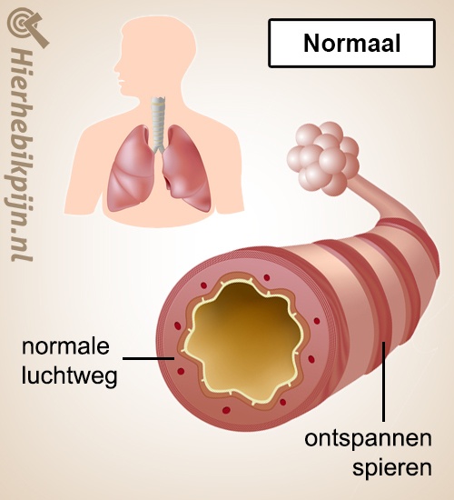 longen astma normaal gezond