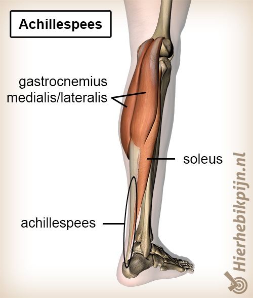 onderbeen triceps surae achillespees