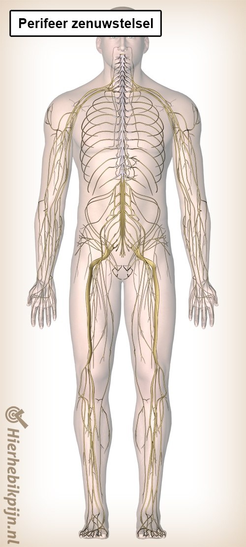 perifeer zenuwstelsel