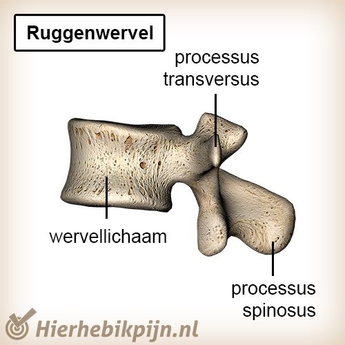 rug wervel ruggenwervel anatomie wervellichaam processus transversus processus spinosus