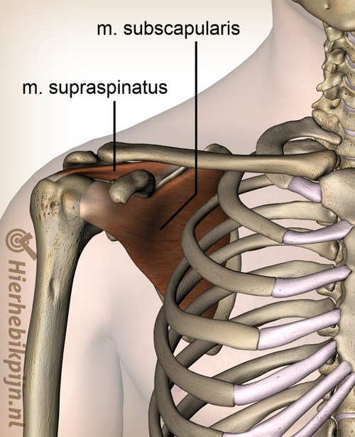 schouder rotator cuff spieren supraspinatus subscapularis spier voorzijde