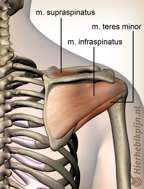 schouder rotatorcuff rotator cuff spieren achterzijde supraspinatus infraspinatus teres minor