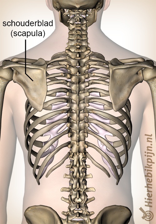 schouder schouderblad scapula