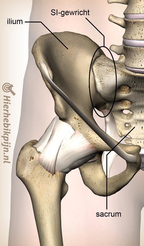 si gewricht anatomie voorkant bekken ilium sacrum