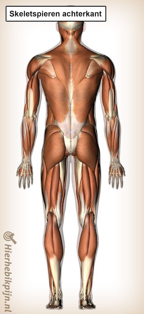skeletspieren achterkant spieren dorsaal