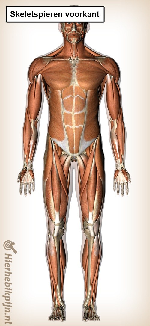 skeletspieren voorkant spieren ventraal
