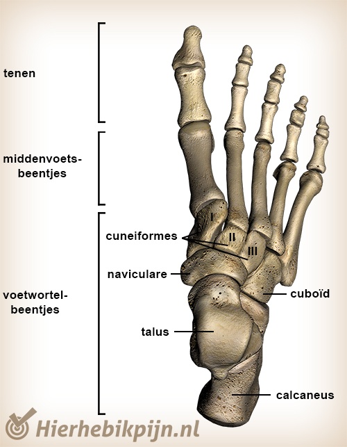 Voetgewricht Anatomie Gebroken Enkel Gezondheid En Wetenschap Voetgewricht Anatomie Gebroken Enkel Gezondheid En Wetenschap