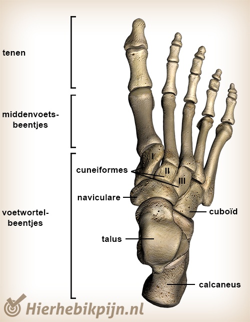 voet botten grote teen dorsaal voetrug