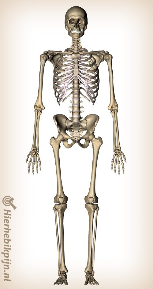 volledig skelet botten