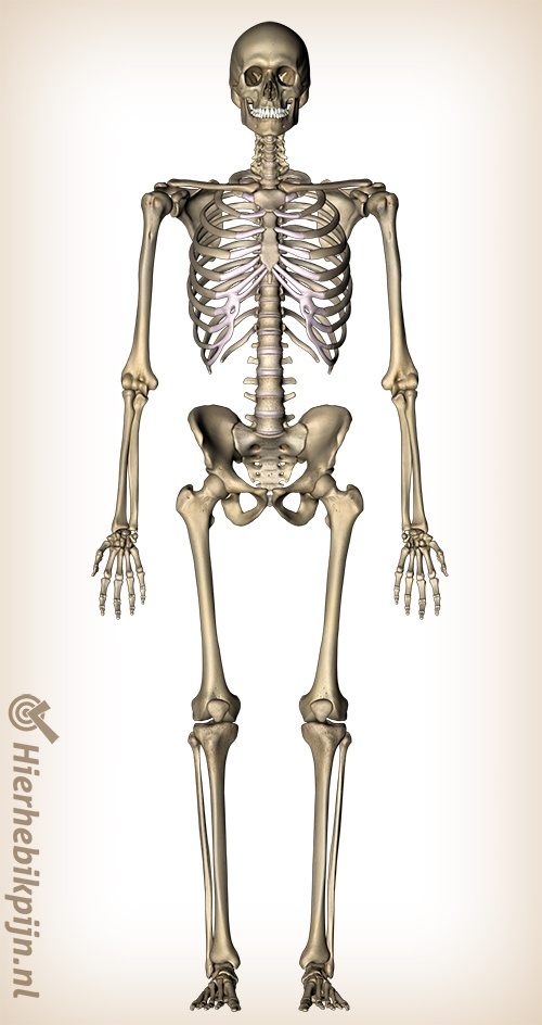 Logisch bijtend zo veel Anatomie van de botten | Anatomie | Hier Heb Ik Pijn