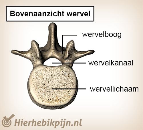 wervel bovenaanzicht wervellichaam wervelboog wervelkanaal